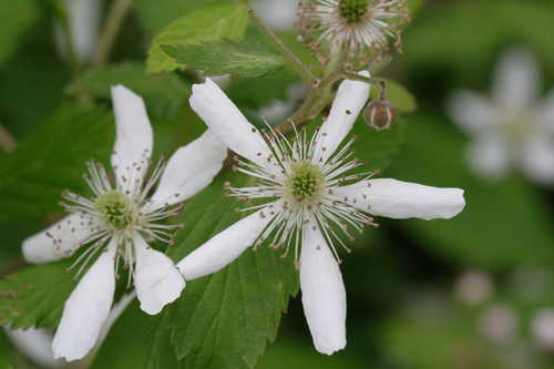 Rubus argutus #1